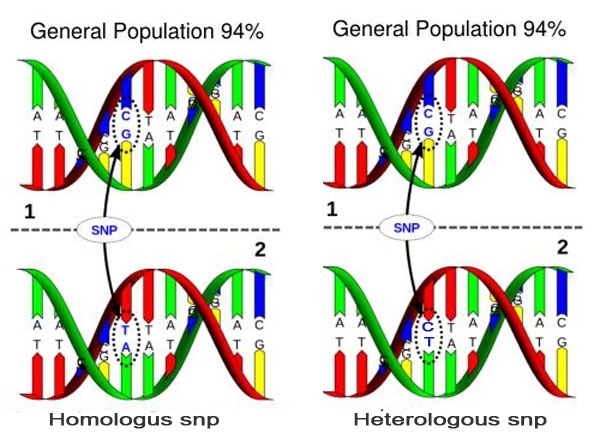 Single nucleotide polymorphism