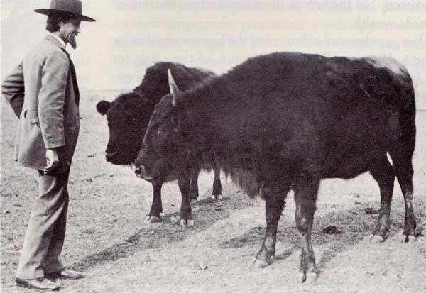 Bison-Cattle Hybrids