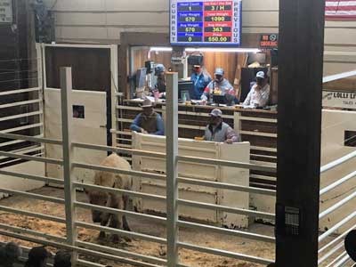 White bison at auction