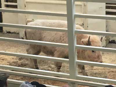 White bison at auction