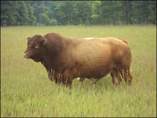 Bison-Cattle Hybrids