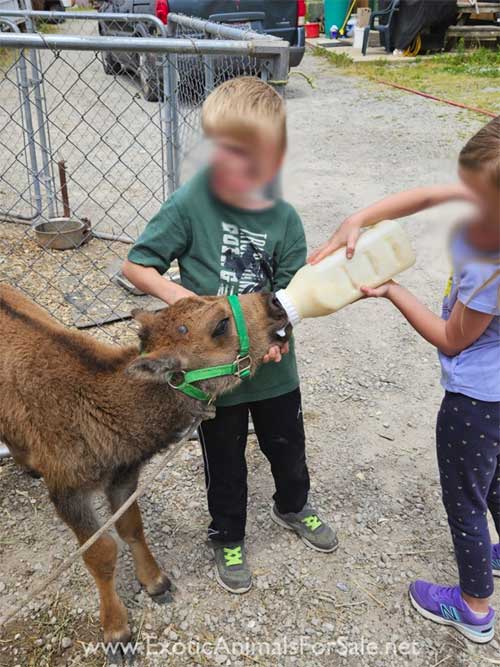 Bison Bottle Baby