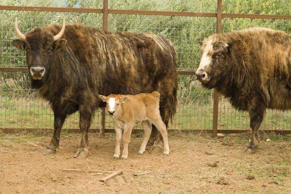 Bison-Cattle Hybrids