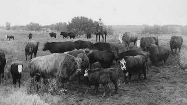 Bison-Cattle Hybrids