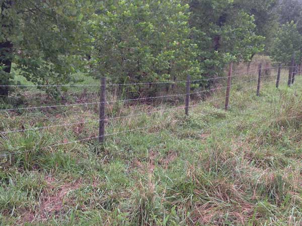 Bison fencing