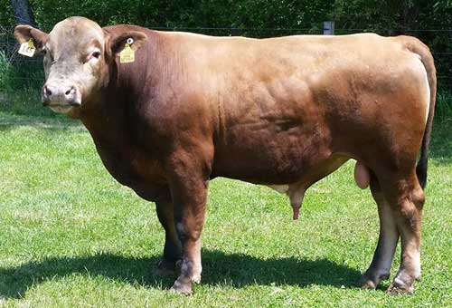 Bison-Cattle Hybrids