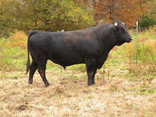 Bison-Cattle Hybrids