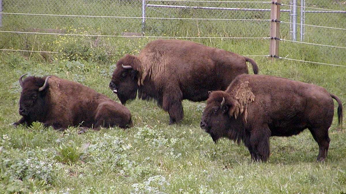 Bison-Cattle Introgression