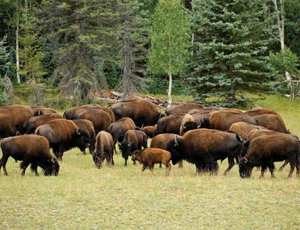 Bison-Cattle Introgression