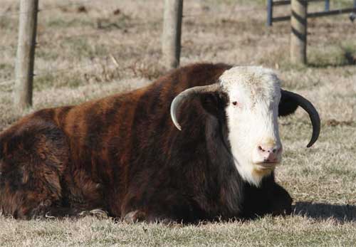 Bison-Cattle Hybrids