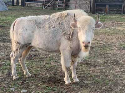 Albino Bison