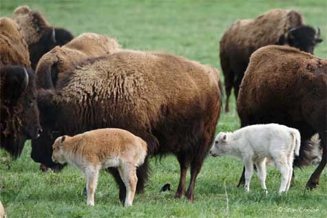 White and tan bison hybrids