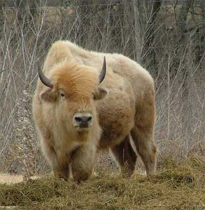 Bison hybrid