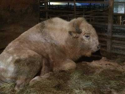 Bison hybrid