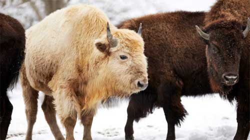 Bison-Cattle Introgression