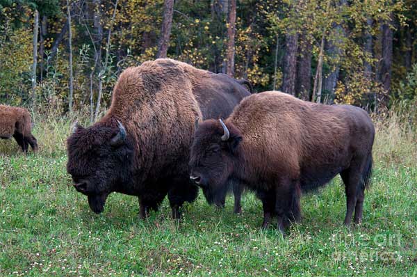 Wood Bison