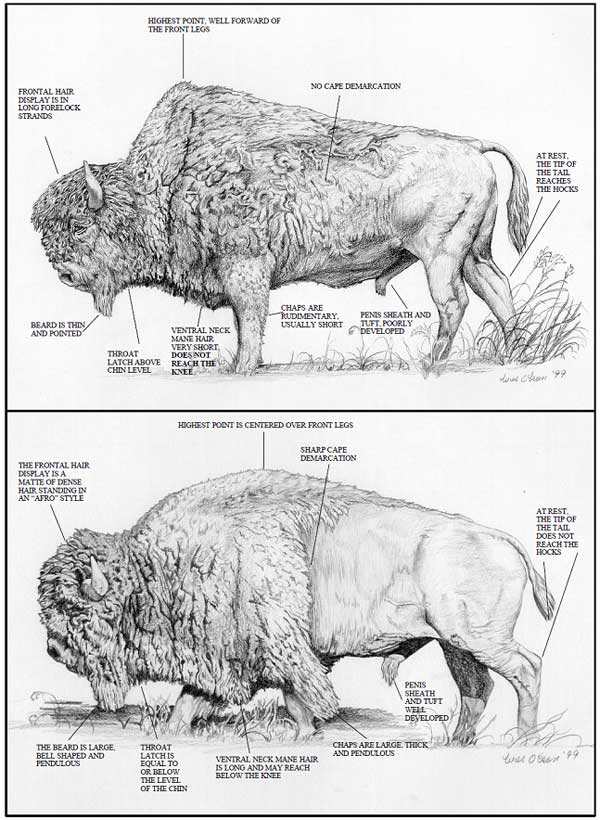 Wood vs Plains Bison