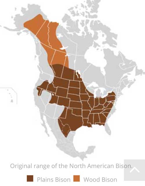 Wood vs Plains Bison