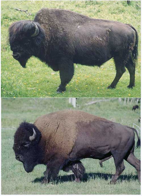 Wood vs Plains Bison