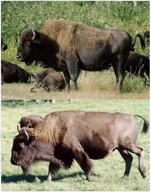 Wood vs Plains Bison