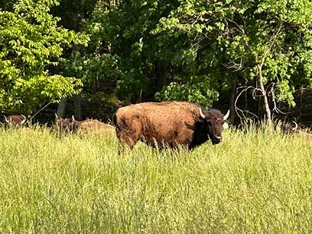 Niobrara Heifer