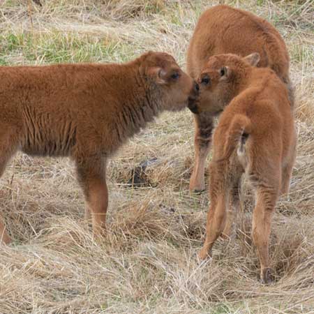 Bison bottle babies