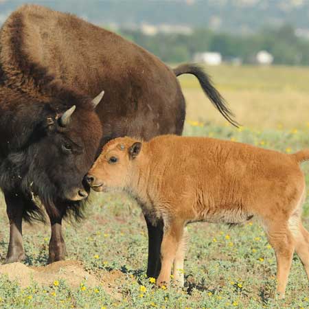 Taking Care of Bison