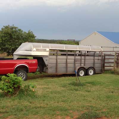 Taking Care of Bison